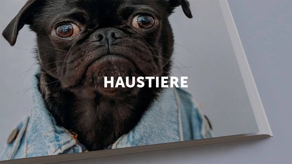 Photo of a self-published book on dogs representing the Lulu bookstore category pets