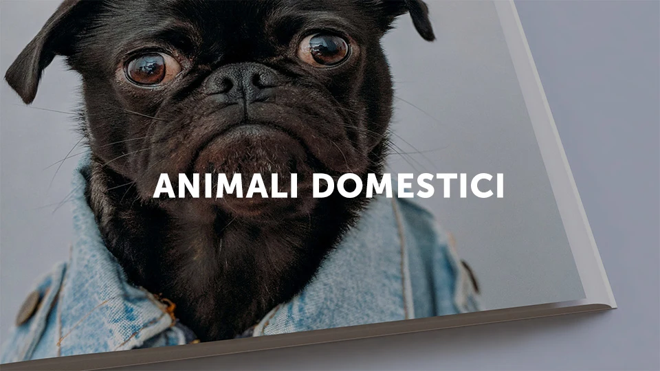 Photo of a self-published book on dogs representing the Lulu bookstore category pets